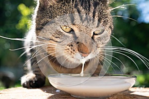 Cat drinking milk outdoors