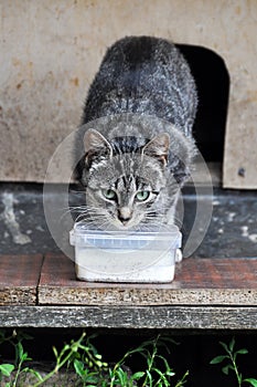 Cat Drinking Milk Outdoors