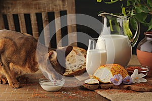 Cat drinking milk on wooden table next to goat cheese with condiments, bread and jug of milk.