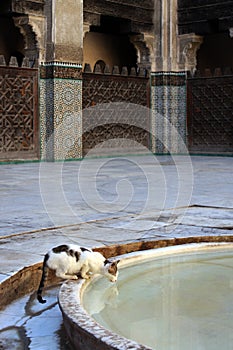 Cat drinking from the Mosque fountain