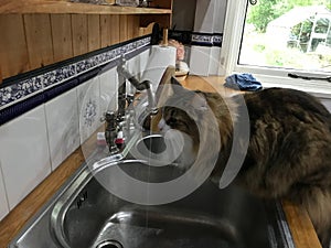 Cat drinking from sink tap