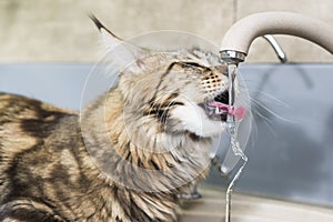 Cat drinking tap water