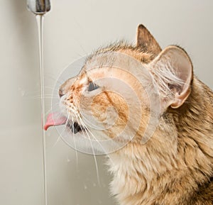 Cat drinking the water