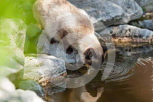 Cat drinking water