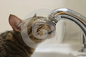 Cat drinking water