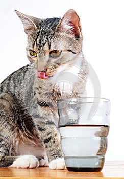 Cat drinking water