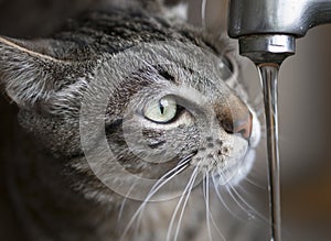 Cat drinking water