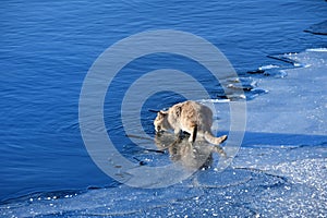 Cat drinking water from lake Uvildy in late autumn in clear weather, Chelyabinsk region, Russia photo