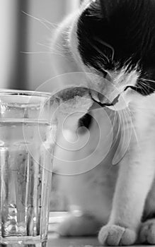 Cat drinking photo