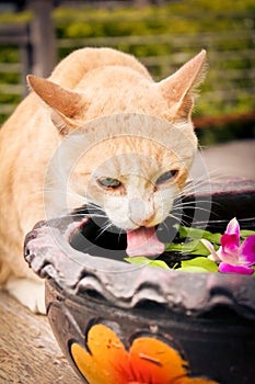 Cat drinking water from pot