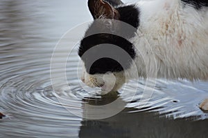 A cat drinking water in a puddle