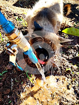 Cat drinking water from a water hose