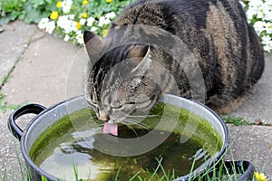 A cat drinks