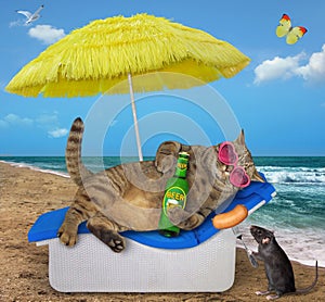 Cat drinks beer on lounger 4