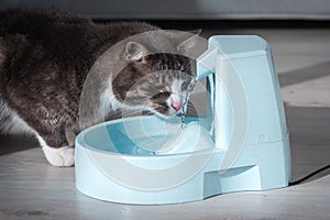 Cat drinks clean water from water dispenser. Cat water fountain. Pet thirst. Dehydration in a cat.