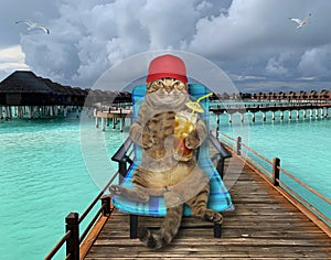 Cat drinks cocktail on wooden pier 2