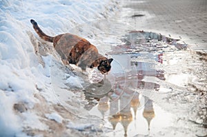 A cat drinks from a puddle with a reflection of the temple