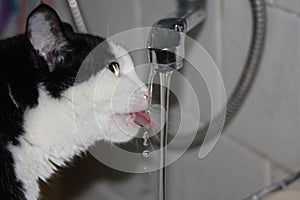 Cat drinks water from a faucet