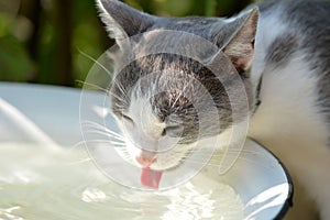 A cat drinks water in a summer garden on a hot day