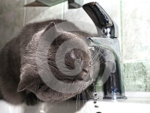 The cat drinks water from the tap. Clean drinking water