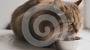 Cat drinks water on white background