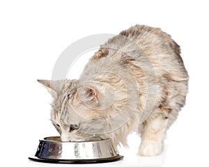 Cat drinks water. on white background