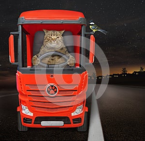 Cat driving red truck at night
