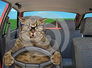 Cat driving a steering wheel