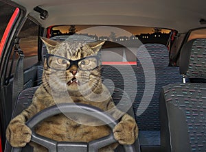 Cat driving a steering wheel at night