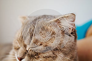 Cat Ear Close-Up. Cat`s Hearing Concept.