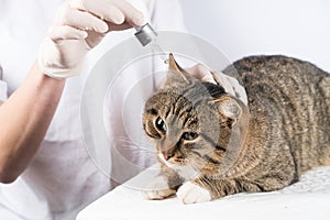 Cat ear treatment. the veterinarian. treatment of the animal