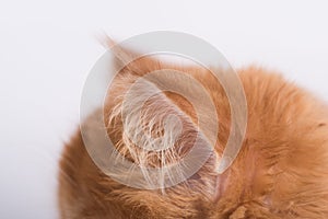 Cat ears profile. Persian Exotic Longhair cat is on white background