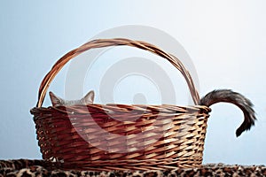 Cat ears and tail peeking from basket