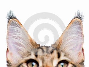 Cat ears on white background