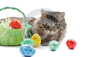 Cat and easter eggs