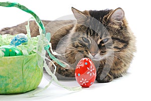 Cat and easter eggs
