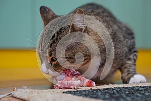 Cat eat meat on carpet in kichen photo