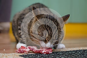 Cat eat meat on carpet in kichen photo
