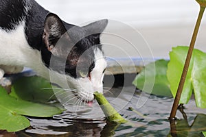 Cat Eat Water at Lotus Tub