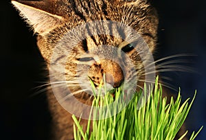 Cat eathing grass