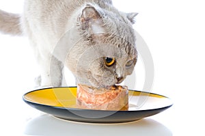 Cat eating