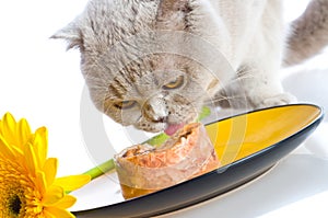 Cat eating