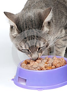 Cat Eating