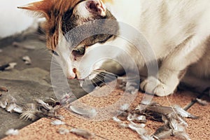 Cat Eating Bird Hunting Instinct Concept photo