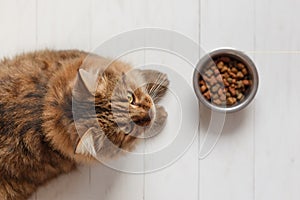 Cat eating from a bowl on white wooden planks.