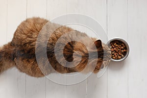 Cat eating from a bowl on white wooden planks.