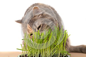 Cat eating cat grass