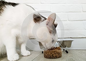 Cat eating dry food. Hungry domestic animal