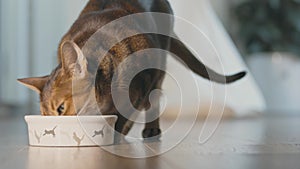 Cat eating dry granules food from its bowl closeup