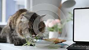 A cat eating and enjoying catnip or cat fresh green grass on working desk.